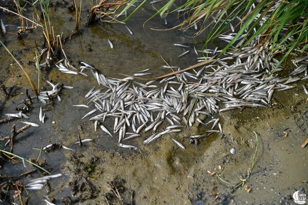Экологическая катастрофа: одесские экологи обеспокоены массовым мором рыбы фото 4