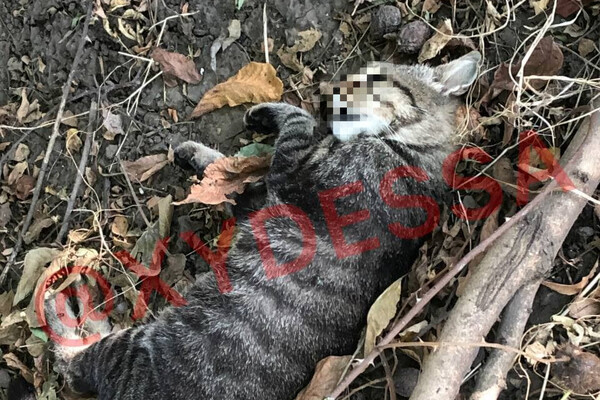 Выколол глаза за испорченный газон: в Одессе мужчина жестоко убил соседского кота фото 1