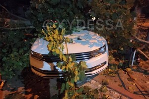 На парковке в Одессе рухнуло дерево: пострадали семь автомобилей (обновлено) фото