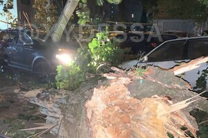 На парковке в Одессе рухнуло дерево: пострадали семь автомобилей (обновлено) фото 1