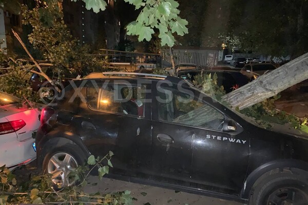На парковке в Одессе рухнуло дерево: пострадали семь автомобилей (обновлено) фото 2