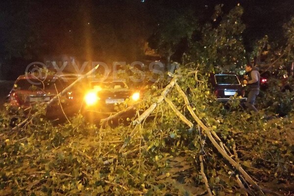 На парковке в Одессе рухнуло дерево: пострадали семь автомобилей (обновлено) фото 3