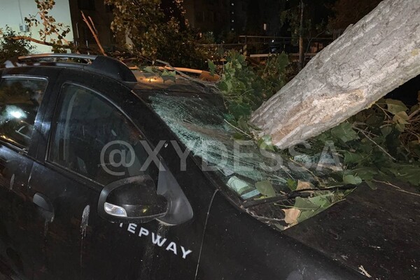 На парковке в Одессе рухнуло дерево: пострадали семь автомобилей (обновлено) фото 4