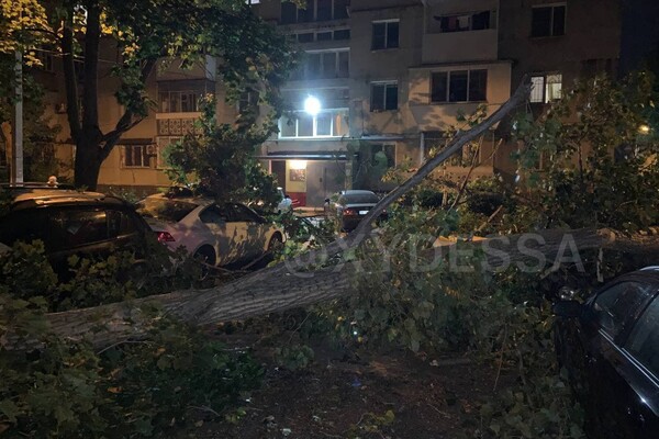 На парковке в Одессе рухнуло дерево: пострадали семь автомобилей (обновлено) фото 5