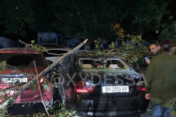 На парковке в Одессе рухнуло дерево: пострадали семь автомобилей (обновлено) фото 7