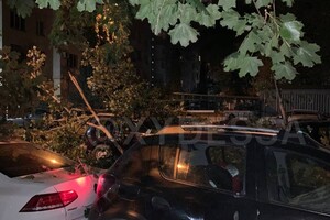 На парковке в Одессе рухнуло дерево: пострадали семь автомобилей (обновлено) фото 8