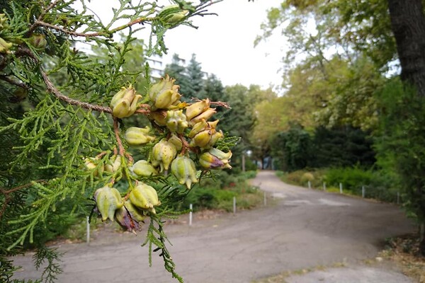 Полюбуйся: как выглядит Одесский ботанический сад в конце сентября фото 3