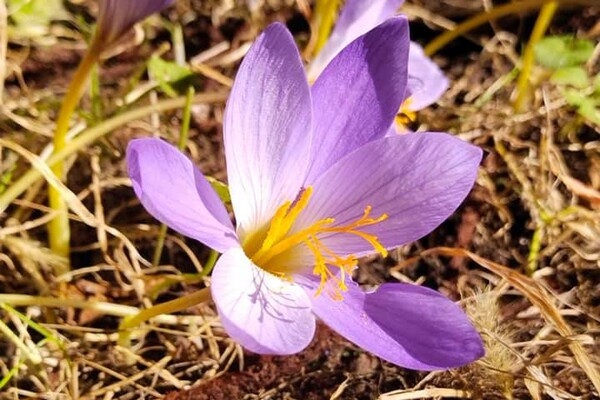 Барбарис и шалфей: в Одесском ботсаду цветут осенние растения фото