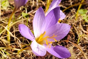Барбарис и шалфей: в Одесском ботсаду цветут осенние растения фото