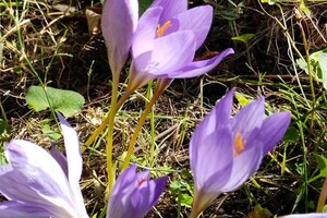 Барбарис и шалфей: в Одесском ботсаду цветут осенние растения фото 5