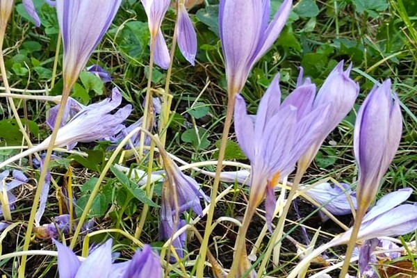 Барбарис и шалфей: в Одесском ботсаду цветут осенние растения фото 7