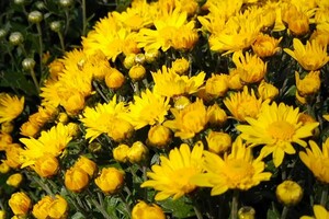 Барбарис и шалфей: в Одесском ботсаду цветут осенние растения фото 3
