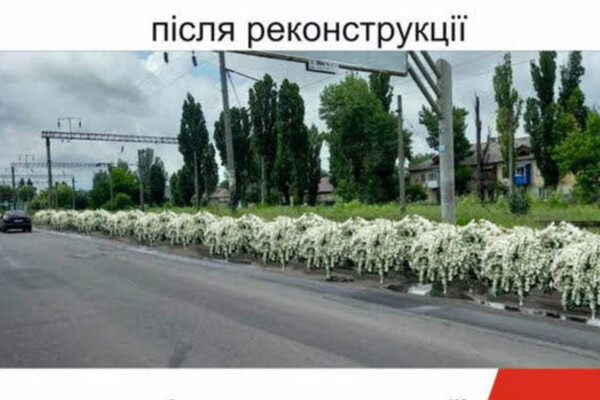 Будут радовать глаз: на въезде в Одессу высадят 16 тысяч кустов спиреи фото 2