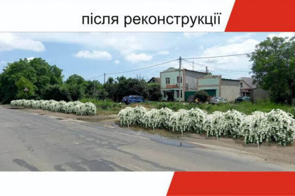 Будут радовать глаз: на въезде в Одессу высадят 16 тысяч кустов спиреи фото 3