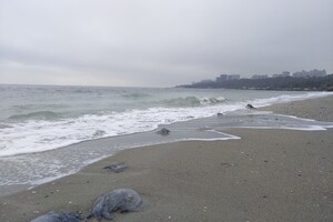 Наплыв водорослей и медуз: пляж &quot;Отрада&quot; сильно загрязнился фото 1