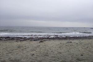 Наплыв водорослей и медуз: пляж &quot;Отрада&quot; сильно загрязнился фото 2