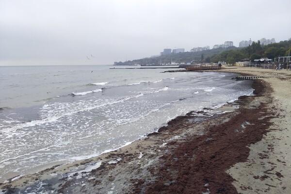 Наплыв водорослей и медуз: пляж &quot;Отрада&quot; сильно загрязнился фото 4