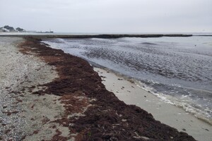 Наплыв водорослей и медуз: пляж &quot;Отрада&quot; сильно загрязнился фото 7