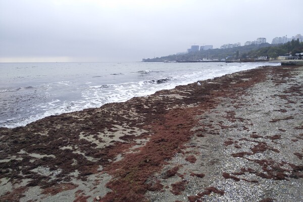 Наплыв водорослей и медуз: пляж &quot;Отрада&quot; сильно загрязнился фото 9