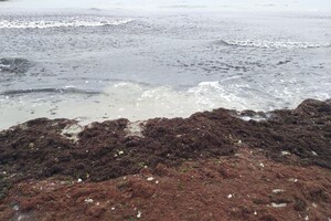 Наплыв водорослей и медуз: пляж &quot;Отрада&quot; сильно загрязнился фото 10