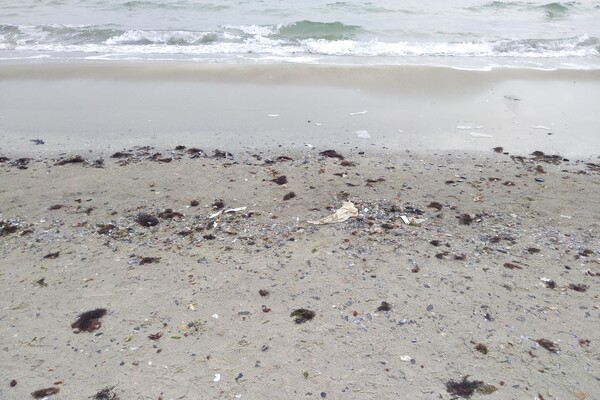 Наплыв водорослей и медуз: пляж &quot;Отрада&quot; сильно загрязнился фото 12