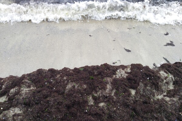 Наплыв водорослей и медуз: пляж &quot;Отрада&quot; сильно загрязнился фото 16