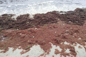 Наплыв водорослей и медуз: пляж &quot;Отрада&quot; сильно загрязнился фото 17