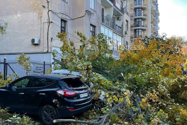 Падают деревья: в Одессе объявили штормовое предупреждение фото 2