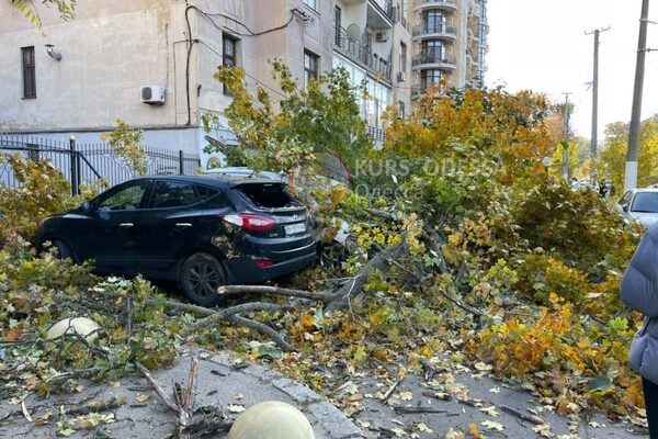 Опасно: в Одессе начался деревопад &ndash; есть пострадавший (обновлено) фото 1