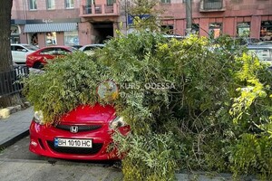 Опасно: в Одессе начался деревопад &ndash; есть пострадавший (обновлено) фото 3