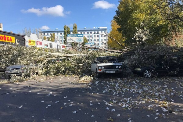 Опасно: в Одессе начался деревопад &ndash; есть пострадавший (обновлено) фото 6