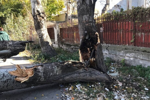 Опасно: в Одессе начался деревопад &ndash; есть пострадавший (обновлено) фото 7