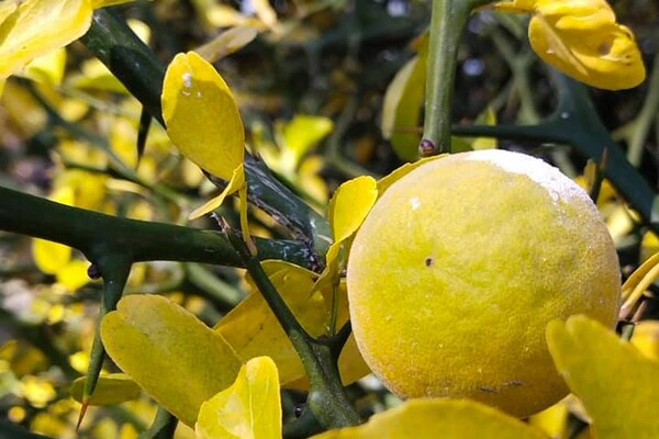 Поздняя осень: в Одесском ботсаду собирают плоды диких лимонов фото 2