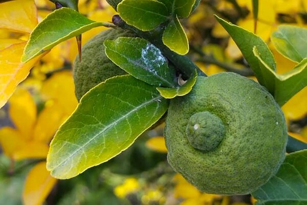 Поздняя осень: в Одесском ботсаду собирают плоды диких лимонов фото
