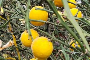 Поздняя осень: в Одесском ботсаду собирают плоды диких лимонов фото 1