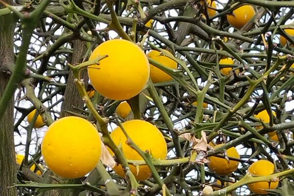 Поздняя осень: в Одесском ботсаду собирают плоды диких лимонов фото 3