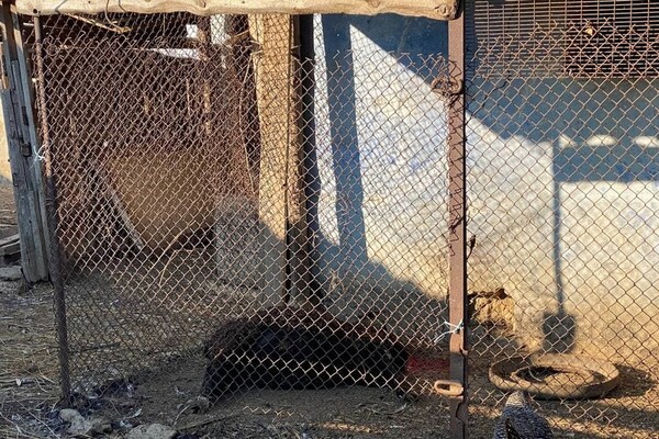 На ферме под Одессой, где сгорели овцы, рассказали подробности пожара фото 3