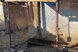 На ферме под Одессой, где сгорели овцы, рассказали подробности пожара фото 3