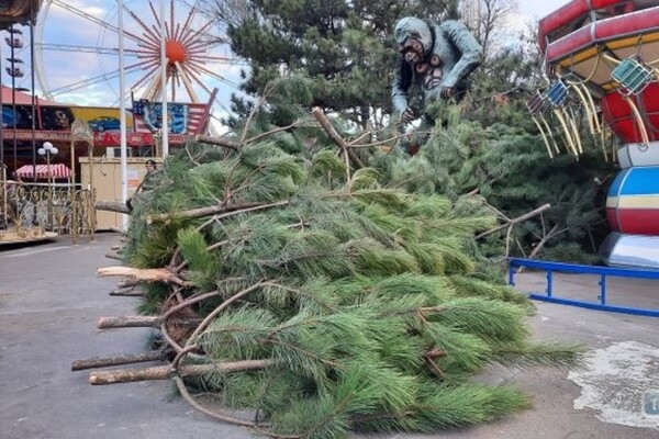 В центре Одессы начали устанавливать новогоднюю елку фото