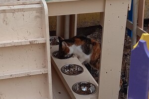 На поселке Котовского одесситы установили теплый домик для котов фото 3