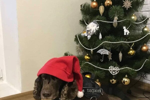 Собаки-таможенники поздравили одесситов с Новым годом фото