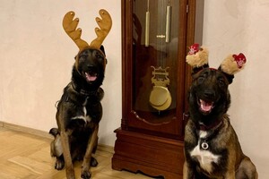 Собаки-таможенники поздравили одесситов с Новым годом фото 2