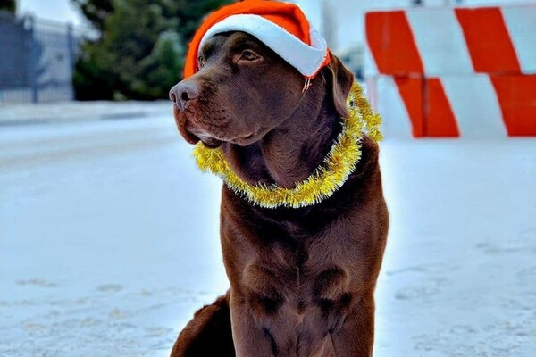 Собаки-таможенники поздравили одесситов с Новым годом фото 4