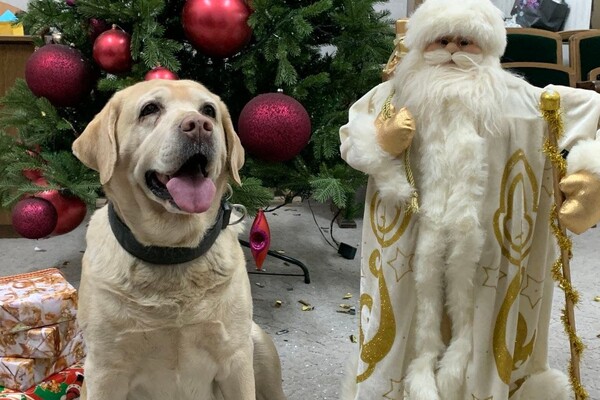 Собаки-таможенники поздравили одесситов с Новым годом фото 5