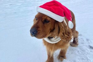 Собаки-таможенники поздравили одесситов с Новым годом фото 10