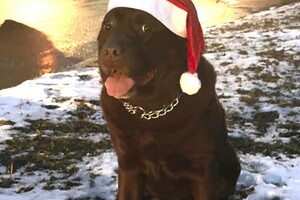 Собаки-таможенники поздравили одесситов с Новым годом фото 13