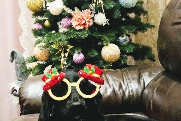 Собаки-таможенники поздравили одесситов с Новым годом фото 16