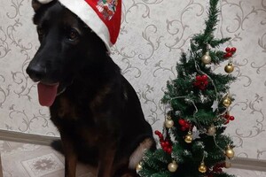 Собаки-таможенники поздравили одесситов с Новым годом фото 19