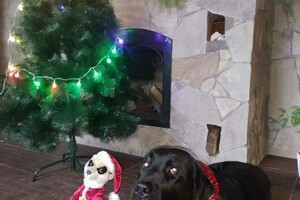 Собаки-таможенники поздравили одесситов с Новым годом фото 20