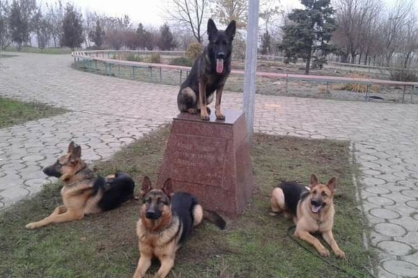 Собаки-таможенники поздравили одесситов с Новым годом фото 21